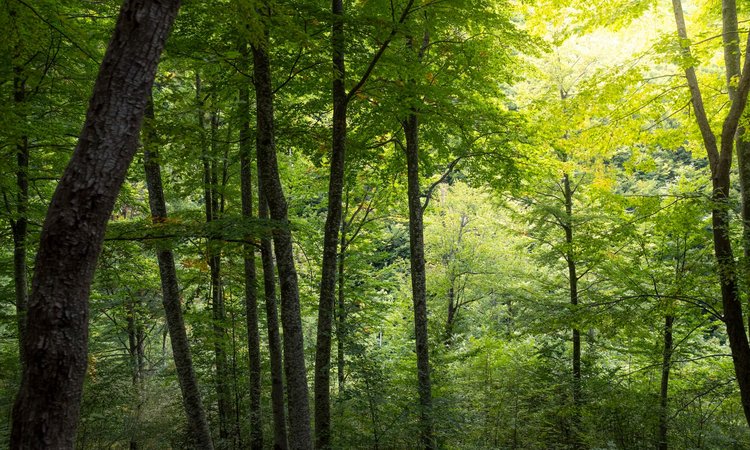 A-forest-of-Abruzzo-where-Slow-Cyclists-ride