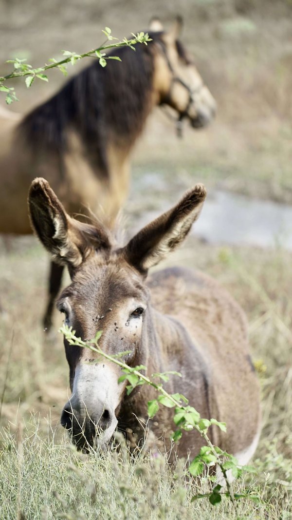 Donkeys-by-Coa-River-Portugal-visited-on-Slow-Cyclist-journey