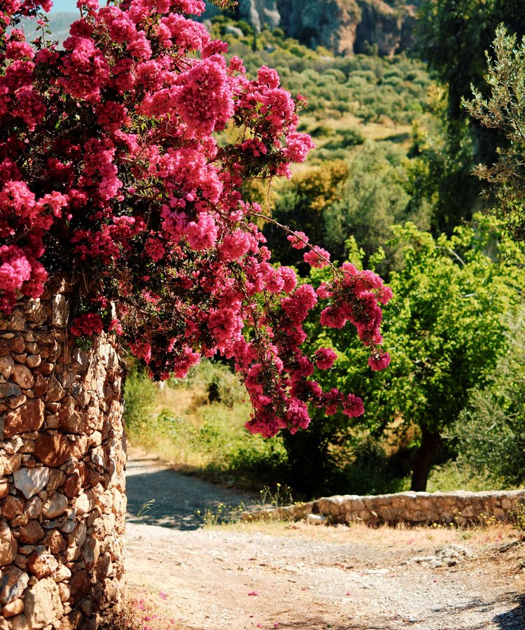 Pink-blossom-in-the-Mani-Greece-Slow-Cyclist