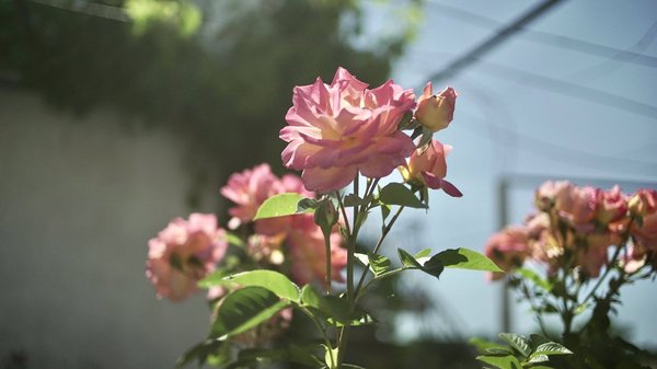 Pink-roses-in-the-Douro-Portugal-seen-by-Slow-Cyclist-guests