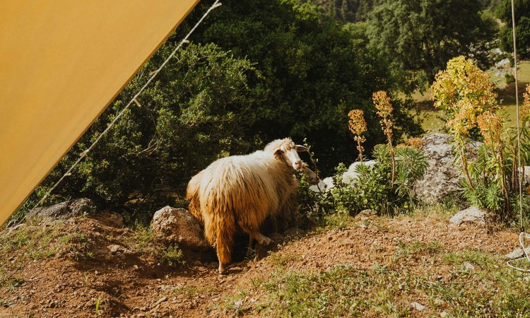 Sheep-seen-through-a-tent-opening-at-The-Slow-Cyclist-luxury-camp-Taurus-Mountains-Turkey