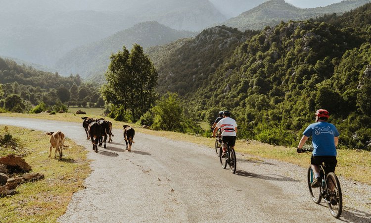 Slow-Cyclists-riding-past-cows-in-Taurus-Mountains-Turkey