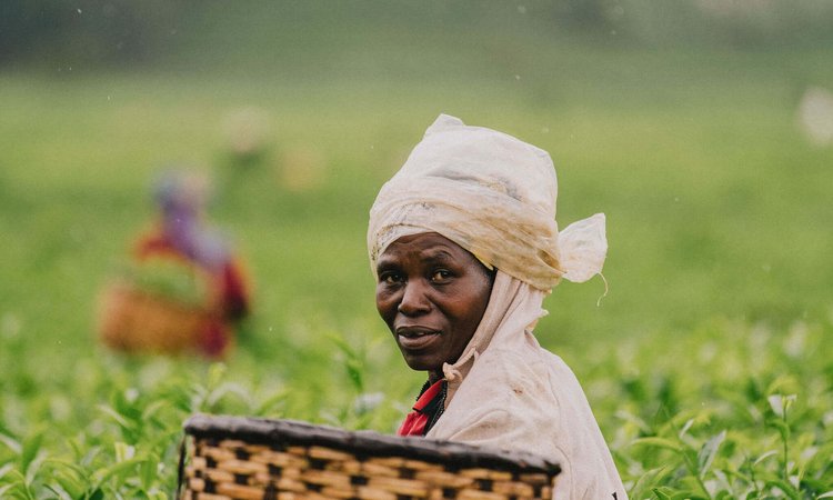 Tea-picking-in-Rwanda-as-seen-on-Slow-Cyclist-journey